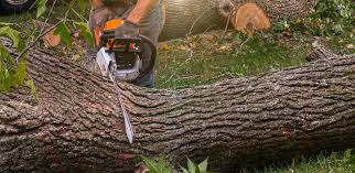 Best Lawn Mowing  in Comfort, TX