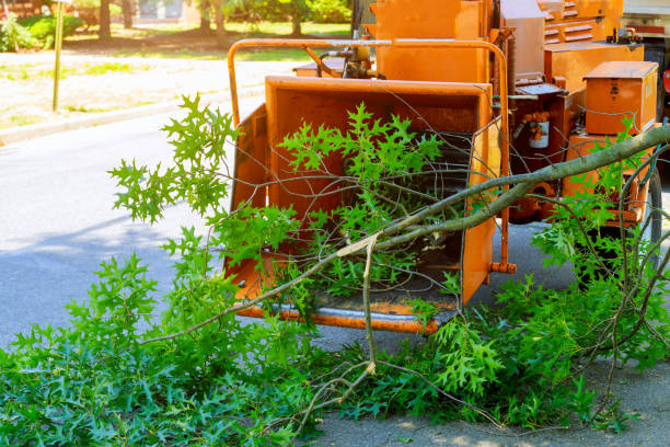 Best Lot and Land Clearing  in Comfort, TX