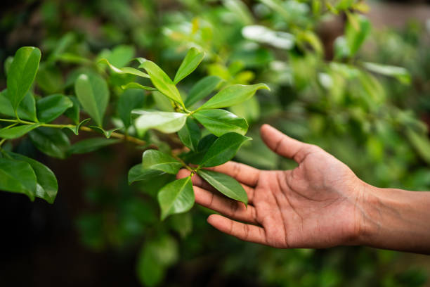 Comfort, TX Tree Services Company