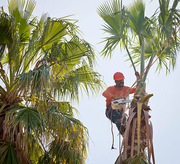 How Our Tree Care Process Works  in  Comfort, TX