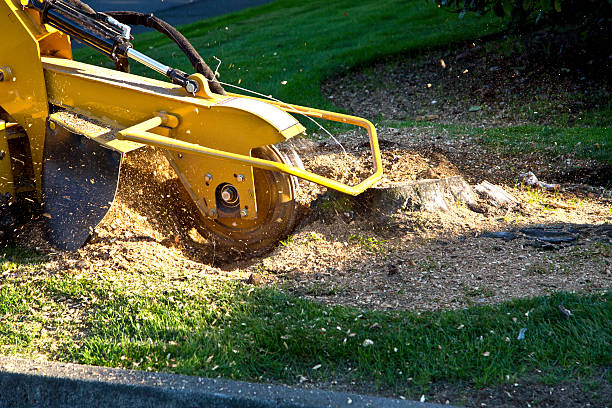  Comfort, TX Tree Services Pros