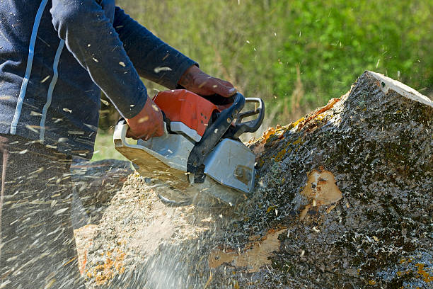 Best Tree Trimming and Pruning  in Comfort, TX